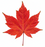 red maple leaf